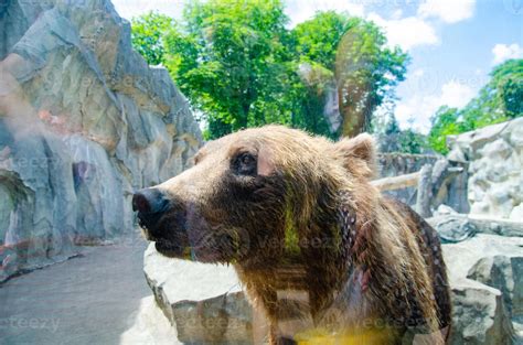 Animal rights. Friendly brown bear walking in zoo. Cute big bear stony ...