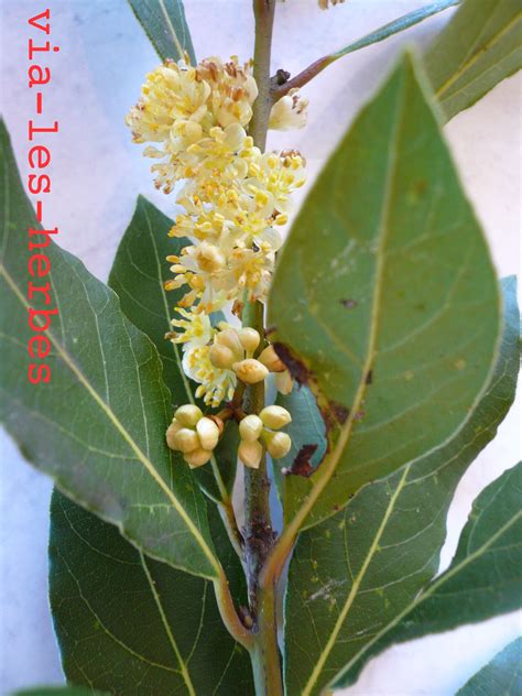 Le laurier d'Apollon pour les digestions difficiles | Via-les-herbes