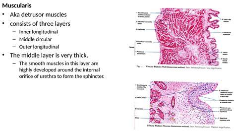 Histology of Ureter, Urinary bladder, urethra, and Prostate gland.pptx