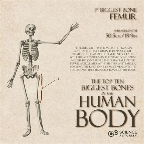Top Ten Biggest Bones in the Human Body – Science Actually