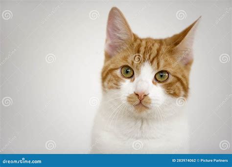White And Tabby Cat Among Dry Plants, Stray Cat, A Feral Cat Royalty ...