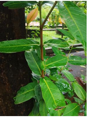 Rajagiri College of Management & Applied Sciences » Syzygium aqueum ...