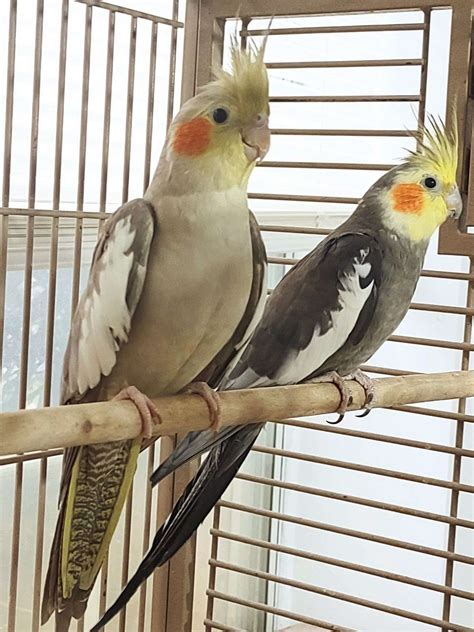 Cockatiel Pair