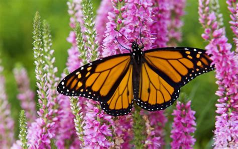 Download Monarch Butterfly On Speedwell Plant Wallpaper | Wallpapers.com