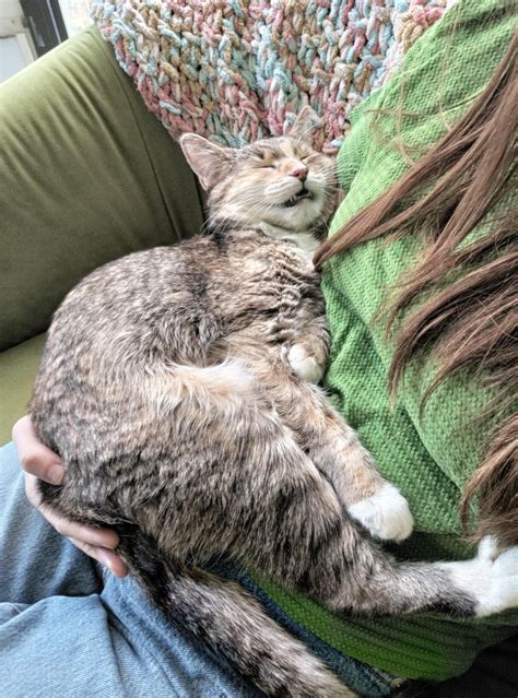 11 year old sleeping like a baby : r/seniorkitties