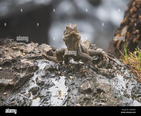 Lizard on rocks, running up to take a drink from some water, Eastern ...