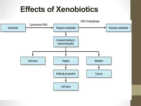 Metabolism of xenobiotics | PPTX