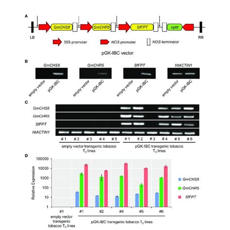 Construction of Expression Vector 的图像结果