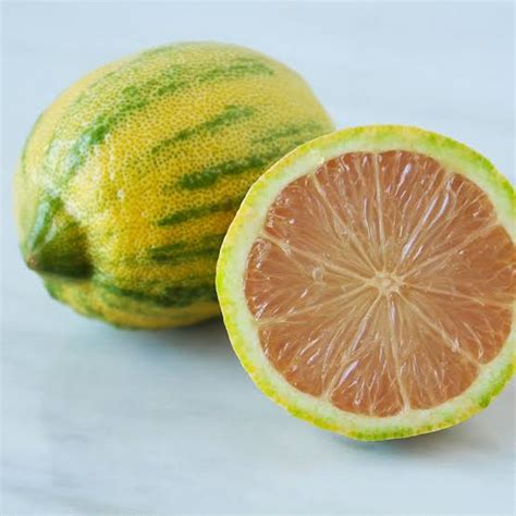 Variegated Pink Eureka Lemon|Buy Pink Variegated Lemon plant ...