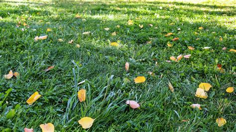 States and towns consider banning gas-powered leaf blowers and lawn mowers Background