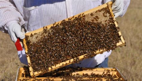 Honey Bee Farming: मधुमक्खी पालन का बिजनेस कैसे शुरू करें, फ्री ...