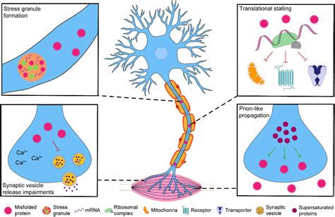 Frontiers | Misfolding at the synapse: A role in amyotrophic lateral sclerosis pathogenesis?