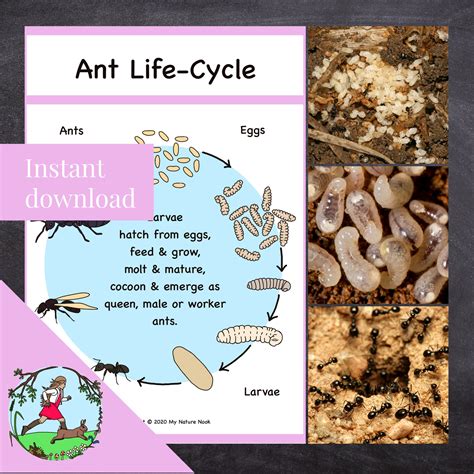 Ant Life Cycle - Nature Study Poster (printable PDF) - Etsy