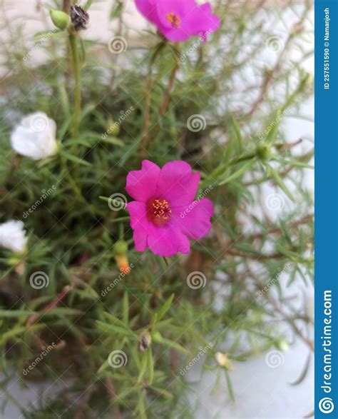 Moss-Rose (Portulaca Grandiflora) Stock Photo - Image of produce ...