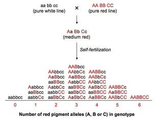 Image result for Complex Inheritance Pattern