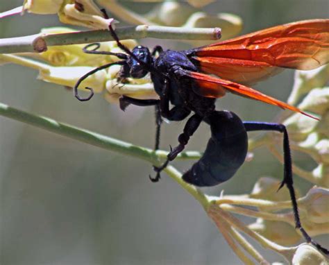 Tarantula Hawk Monday's Macro: Tarantula Hawk Wasp – Nature On The