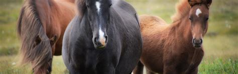 Download wallpaper field, animals, nature, horses, horse, section ...