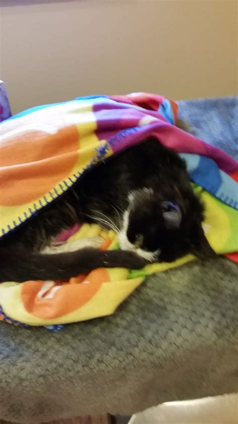 FREDON ANIMAL HOSPITAL - Fredon NJ - Hours, Directions, Reviews ...