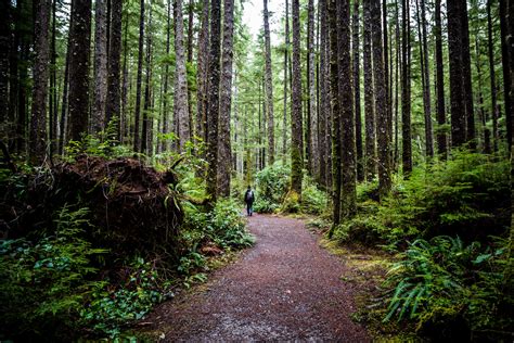 La Push Beach 5 BEST Things To Do At First Beach La Push (WA)