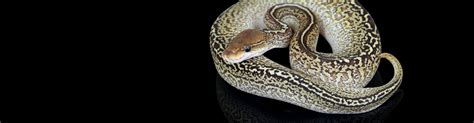 Image result for Red Ball Python