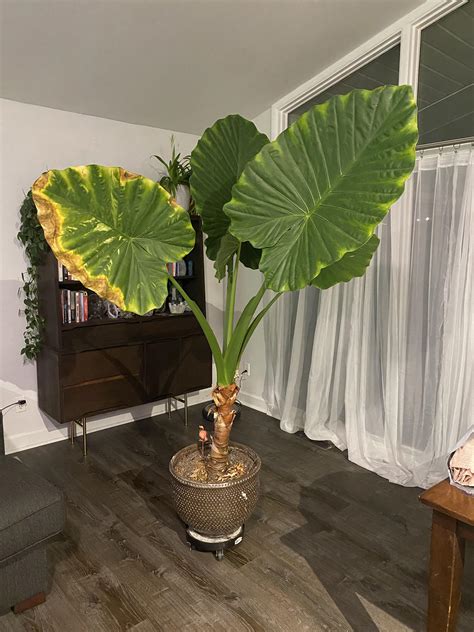 Overwintering Elephant Ears In Containers