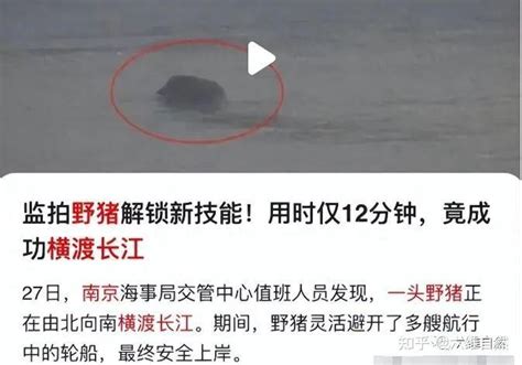南京一头野猪横渡长江，用时12分钟不输孙杨世界纪录，野猪游泳本领如何？ - 知乎