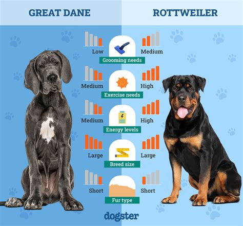 Soorten Rottweilers Release_ Thehoundds_2 #Meathead_Snacks_for_Dogs