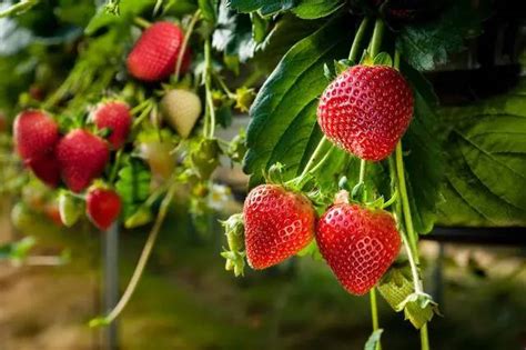 草莓种植需要哪些条件种植方法及时间 大棚草莓种植技术与管理(3)