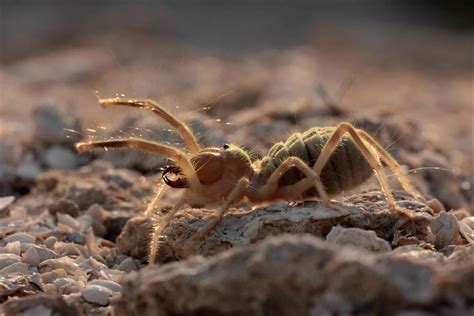 Camel Spider Hatching