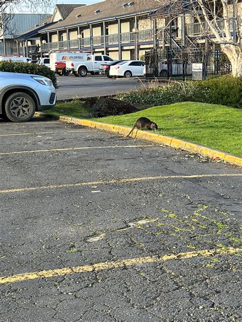 Spotted this bad boy in Coos Bay today. Chillin in the Fred Meyer ...
