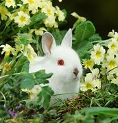 Image result for Baby Dwarf Bunny