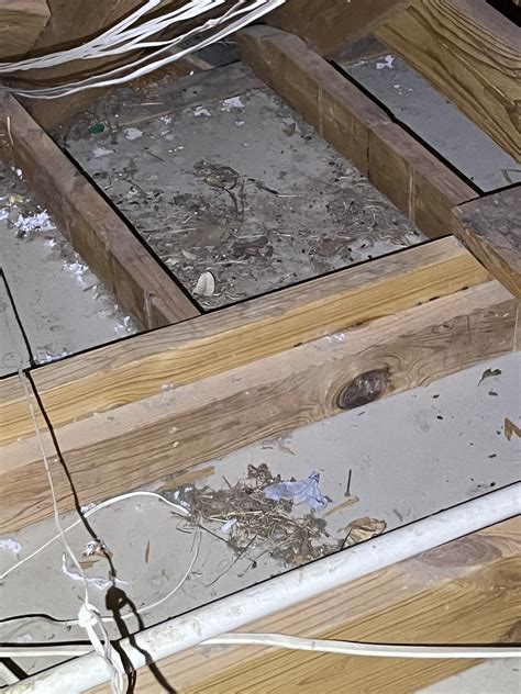 Rodents in Attic Removal: Found a Pile of Poop and Evidence of a Large ...