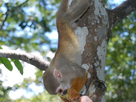 AMAZONAS PIRANGUEIROS TOURS (2026) All You Need to Know BEFORE You Go ...