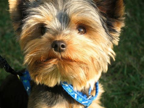 Yorkshire Terrier Haircuts