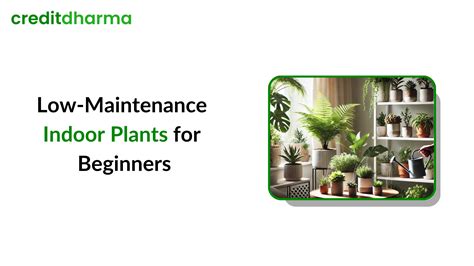 Best Indoor Plants for Home