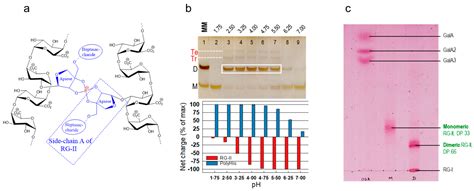 Arabinogalactan-Proteins as Boron-Acting Enzymes, Cross-Linking the ...