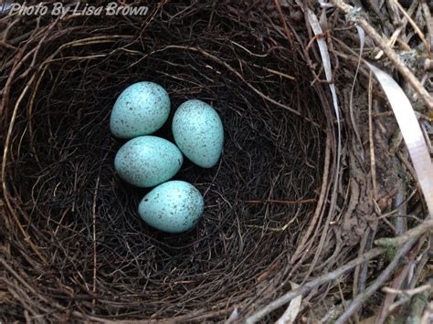 What Color Are Blue Jay Eggs