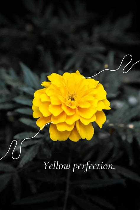 Marigold Flower Meaning and Symbolism. - SimplyBeyondHerbs