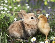 Image result for Spring Animals Bunnies