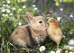 Image result for Spring Baby Bunnies