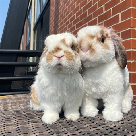 Product Customizer - Cuddle Clones