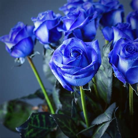 Flowers Rose Blue Artificial Blue Rose Flowers (Set Of 10)
