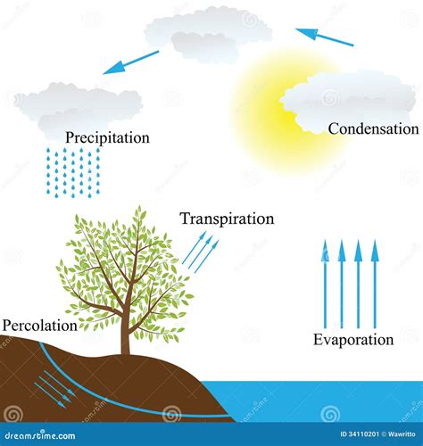 Percolation Water Cycle