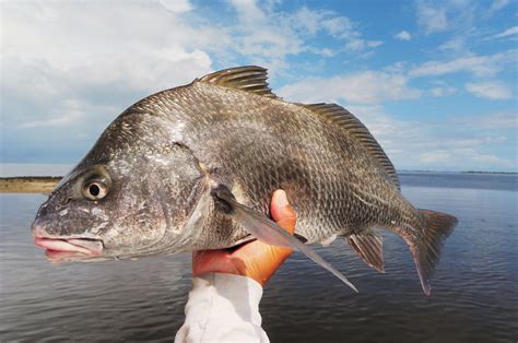 Black Drum | Reel Florida Fishing Charters