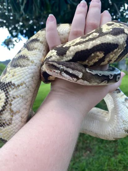 Image result for Inferno Ball Python