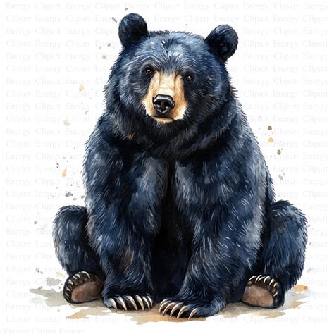 Watercolor Black Bear Clipart | 5 High Quality Jpgs | Digital Download ...