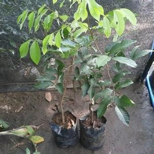 Jual Bibit Rambutan Rapiah - Kota Tangerang - Aneka Bibit Buah Hasil ...