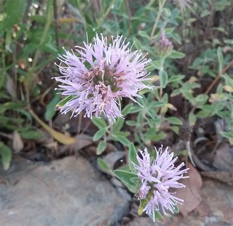 Monardella villosa ssp. villosa - Linda Vista Native Plants