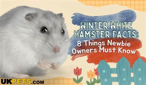 Winter White Hamster: 8 Must-Know Facts for Newbie Owners | UK Pets