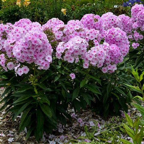 Best New Perennials For 2021 | Perennials, Phlox flowers, Plants